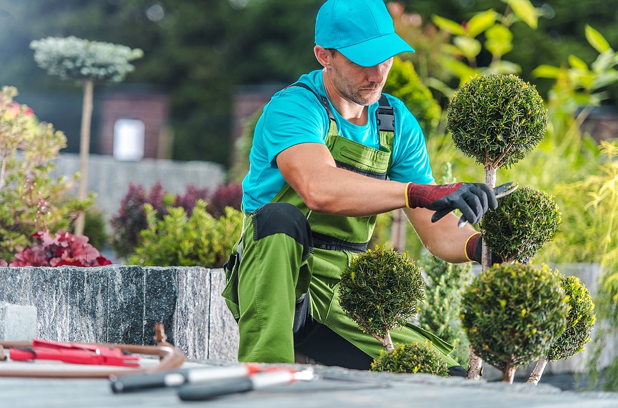 Gardener Trimming Decorative Trees in a Garden